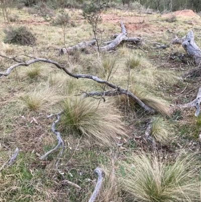 Nassella trichotoma (Serrated Tussock) at Hackett, ACT - 5 Sep 2024 by waltraud