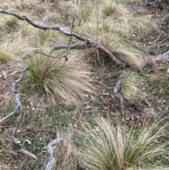 Nassella trichotoma at Hackett, ACT - 5 Sep 2024 05:46 PM