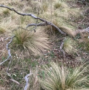 Nassella trichotoma at Hackett, ACT - 5 Sep 2024