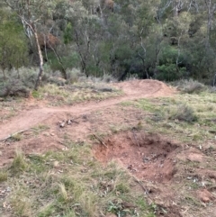 Nassella trichotoma at Hackett, ACT - 5 Sep 2024