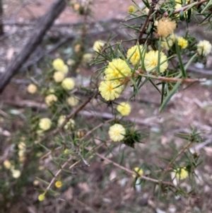 Acacia ulicifolia at Hackett, ACT - 5 Sep 2024