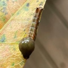 Unverified at suppressed - suppressed