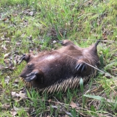 Tachyglossus aculeatus (Short-beaked Echidna) at Acton, ACT - 5 Sep 2024 by dwise