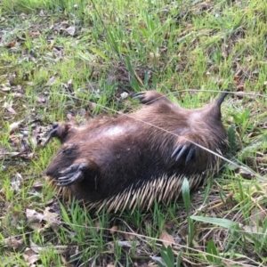 Tachyglossus aculeatus at Acton, ACT - 5 Sep 2024