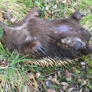 Tachyglossus aculeatus at Acton, ACT - 5 Sep 2024