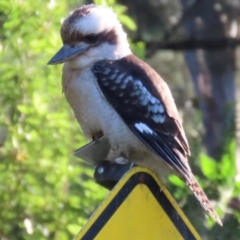 Dacelo novaeguineae (Laughing Kookaburra) at Kangaroo Valley, NSW - 5 Sep 2024 by lbradley