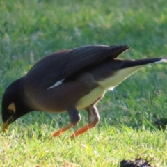 Acridotheres tristis (Common Myna) at Kangaroo Valley, NSW - 6 Sep 2024 by lbradley