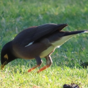 Acridotheres tristis at Kangaroo Valley, NSW - 6 Sep 2024 08:00 AM