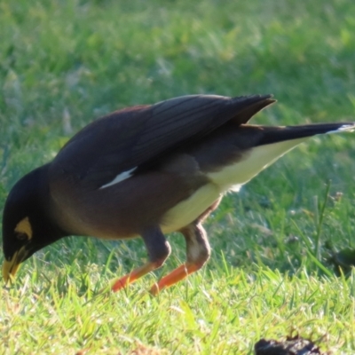 Acridotheres tristis (Common Myna) at Kangaroo Valley, NSW - 6 Sep 2024 by lbradley