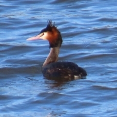 Podiceps cristatus (Great Crested Grebe) at Kangaroo Valley, NSW - 6 Sep 2024 by lbradley