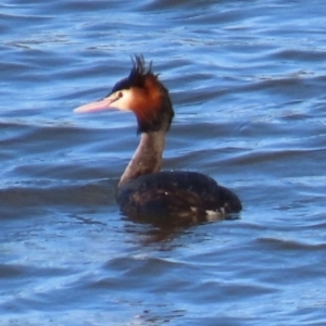 Podiceps cristatus at Kangaroo Valley, NSW - 6 Sep 2024