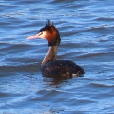 Podiceps cristatus (Great Crested Grebe) at Kangaroo Valley, NSW - 6 Sep 2024 by lbradley