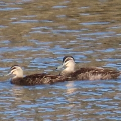 Anas superciliosa (Pacific Black Duck) at Kangaroo Valley, NSW - 5 Sep 2024 by lbradley