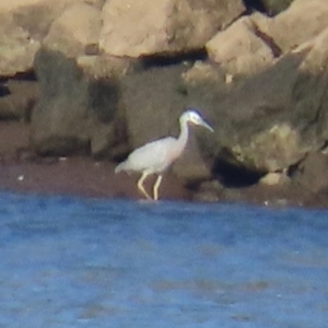 Egretta novaehollandiae at Kangaroo Valley, NSW - 6 Sep 2024