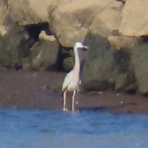 Egretta novaehollandiae at Kangaroo Valley, NSW - 6 Sep 2024