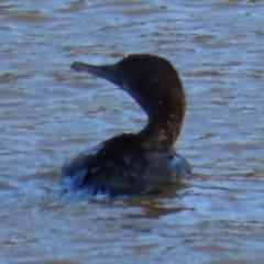 Phalacrocorax sulcirostris (Little Black Cormorant) at Kangaroo Valley, NSW - 5 Sep 2024 by lbradley