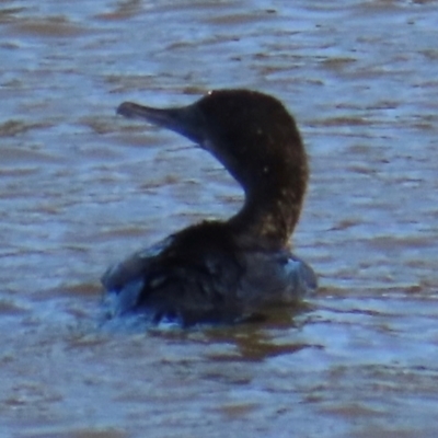 Phalacrocorax sulcirostris (Little Black Cormorant) at Kangaroo Valley, NSW - 5 Sep 2024 by lbradley