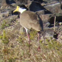 Vanellus miles (Masked Lapwing) at Kangaroo Valley, NSW - 5 Sep 2024 by lbradley