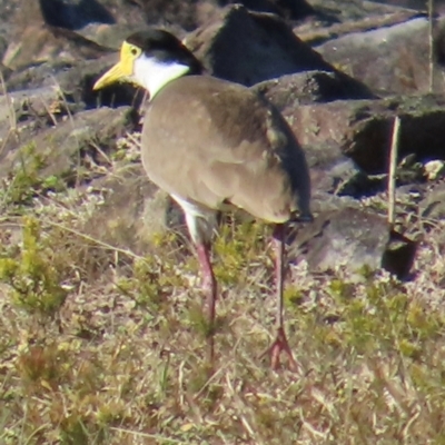 Vanellus miles (Masked Lapwing) at Kangaroo Valley, NSW - 6 Sep 2024 by lbradley