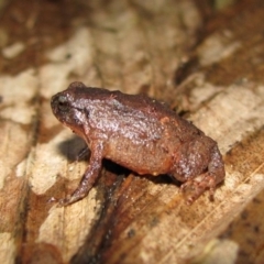 Cophixalus monticola (Mountain-top Nursery-frog) at Mount Carbine, QLD - 19 Oct 2012 by MichaelBedingfield