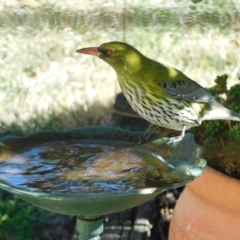 Oriolus sagittatus (Olive-backed Oriole) at Symonston, ACT - 6 Sep 2024 by CallumBraeRuralProperty