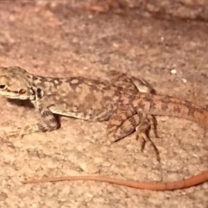 Ctenophorus yinnietharra at suppressed - suppressed