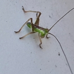 Conocephalus semivittatus (Meadow katydid) at Lyneham, ACT - 5 Sep 2024 by trevorpreston