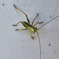 Conocephalus semivittatus at Lyneham, ACT - 5 Sep 2024 10:43 AM