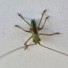 Conocephalus semivittatus at Lyneham, ACT - 5 Sep 2024