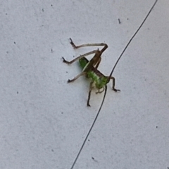 Conocephalus semivittatus at Lyneham, ACT - 5 Sep 2024 10:43 AM