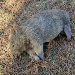 Vombatus ursinus (Common wombat, Bare-nosed Wombat) at Braidwood, NSW - 5 Sep 2024 by MatthewFrawley