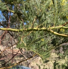 Acacia decurrens (Green Wattle) at Hackett, ACT - 5 Sep 2024 by waltraud