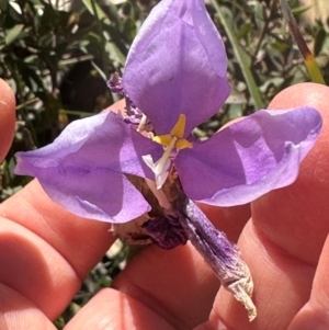 Patersonia sericea at Budderoo, NSW - 6 Sep 2024