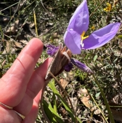 Patersonia sericea at Budderoo, NSW - 6 Sep 2024