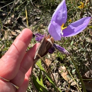 Patersonia sericea at Budderoo, NSW - 6 Sep 2024 11:13 AM