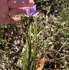 Patersonia sericea at Budderoo, NSW - 6 Sep 2024 11:13 AM