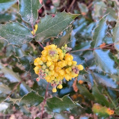 Berberis aquifolium (Oregon Grape) at Hackett, ACT - 5 Sep 2024 by waltraud