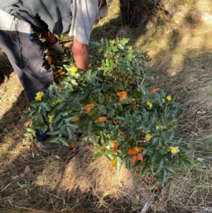 Berberis aquifolium at Hackett, ACT - 5 Sep 2024