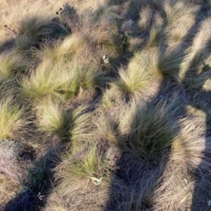 Nassella trichotoma at Hackett, ACT - 5 Sep 2024