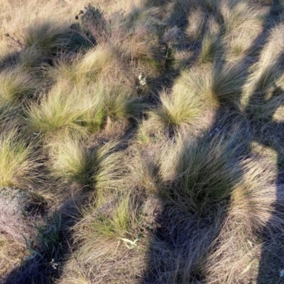 Nassella trichotoma (Serrated Tussock) at Hackett, ACT - 5 Sep 2024 by waltraud