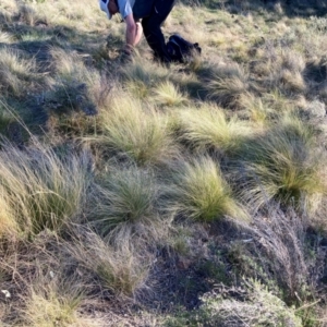 Nassella trichotoma at Hackett, ACT - 5 Sep 2024