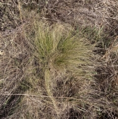 Nassella trichotoma at Hackett, ACT - 5 Sep 2024