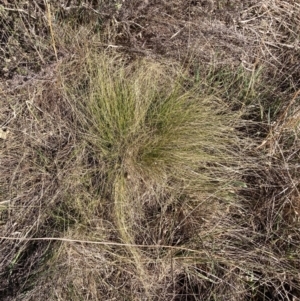 Nassella trichotoma at Hackett, ACT - 5 Sep 2024