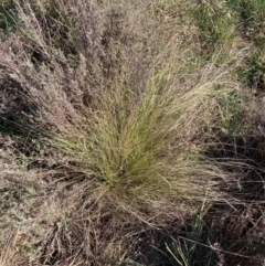 Nassella trichotoma at Hackett, ACT - 5 Sep 2024