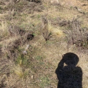 Nassella trichotoma at Hackett, ACT - 5 Sep 2024 02:37 PM