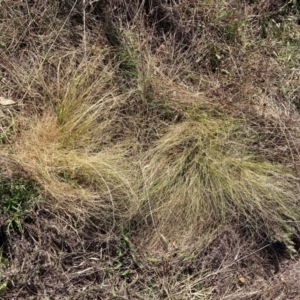 Nassella trichotoma at Hackett, ACT - 5 Sep 2024 02:37 PM