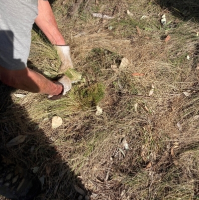 Nassella trichotoma (Serrated Tussock) at Hackett, ACT - 5 Sep 2024 by waltraud