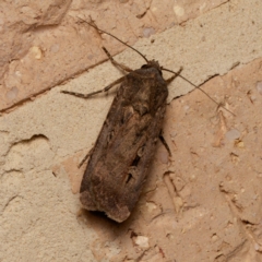 Agrotis infusa (Bogong Moth, Common Cutworm) at Harrison, ACT - 5 Sep 2024 by DPRees125