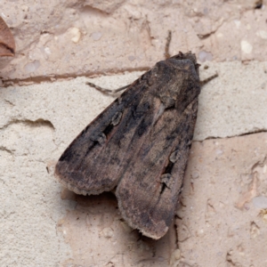 Agrotis infusa at Harrison, ACT - 5 Sep 2024 09:35 PM