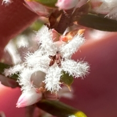 Leucopogon ericoides at Budderoo, NSW - 6 Sep 2024 by lbradley